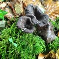 Couleurs, champignons et Solex d'automne (64)