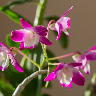 Dendrobium "Hamana Lake"