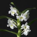 Orchidée blanche