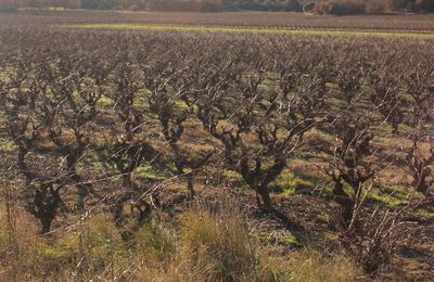 - POUGNADORESSE sa campagne