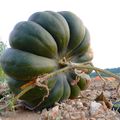 Potager de Hagrid et Citrouilles zombies