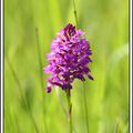 Visite dans une prairie à orchidées