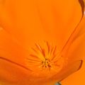 Poppy...