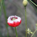 curieux coquelicot