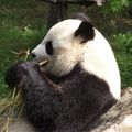 Le Panda géant (II)