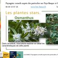 🌿Osmanthus par Paysagiste Pays Basque et Paysagiste Landes.