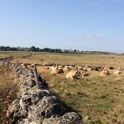 Jour 6 : Aumont-Aubrac -> Montgros