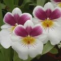 Orchidées : Miltonia Princess Mary