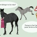 Quelques illustrations du livre "100%cheval"