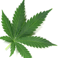 Les Verts & le cannabis