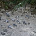 Mur à pigeons ?
