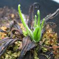 drosera regia