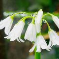 Fleurs de mon jardin après la pluie...