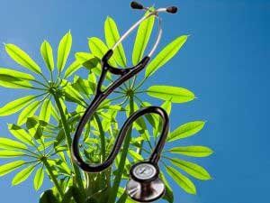 L'Union européenne veut interdire l'usage médicinal des plantes