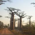 L'allée des Baobabs...Morondava...