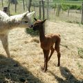 Cria : Delta d'En Balent :)