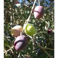 C'est le moment de commencer à récolter les olives ...