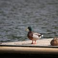 Canards