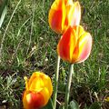 quelques fleurs du jardin