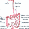 Le tube digestif 