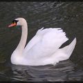 Cygne tuberculé