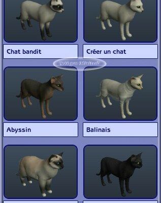Variétés de chats disponibles