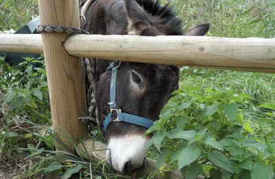 L'herbe est toujours plus verte de l'autre côté du pré !