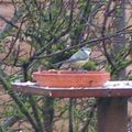 La mésange bleue