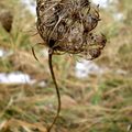 petite fleur si fragile, tu veux tellement