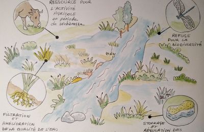 L'importance des zones humides