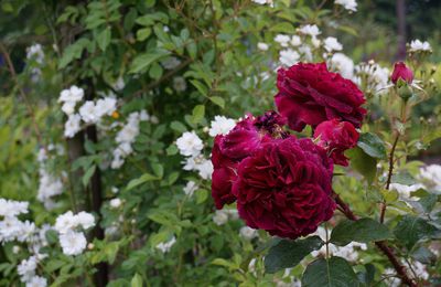 JUIN AU JARDIN ... MOIS DES ROSES