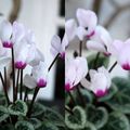 cyclamen..