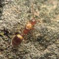 Temnothorax recedens