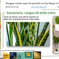 👨‍🌾 Paysagiste pays basque : Sansevieria. Plante dépolluante. Langue de belle-mère