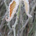 givre hivernal