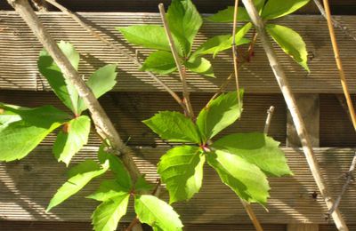 Dans mon jardin d'hiver