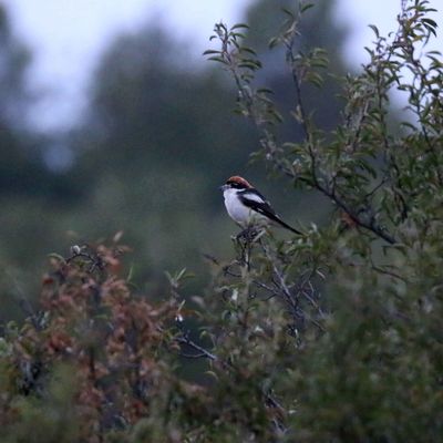 Les Plans, le soir (5)