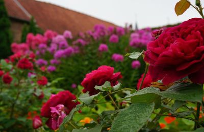 LA COULEUR MAGNIFIÉE SANS LE SOLEIL 