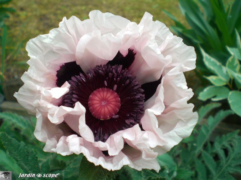 Papaver orientale Perry's white