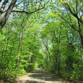 Bois de Coulonge : le parc