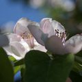 Le cognassier, arbre fruitier méditerranéen