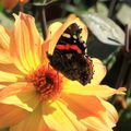 Macrophotos - Papillon sur Dahlia 