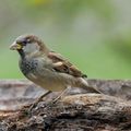 Les oiseaux disparaissent, parce qu’ils n’ont ni maison ni repas..