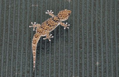 Vacances dans le sud de la Namibie. Gecko. Ranch