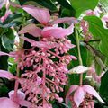 Medinilla : Halte aux courants d'air !