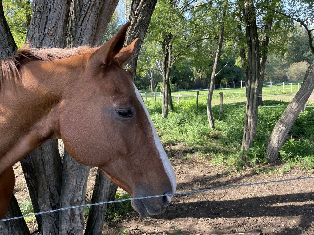 Lundi 06 octobre 2025 ma rando du mercredi 01 oct 2025  : L’“île de Mirefleurs” est une ancienne carrière réaménagée en plan d’eau, proche de la rivière Allier, à Mirefleurs dans le Puy‑de‑Dôme (63 ) Mon diapo au fil de mes pas 