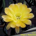 Echinopsis cv "Madame Butterfly"