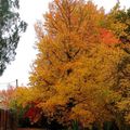 L'automne à LINXE (40)....