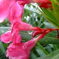 Rosée sur la fleur de laurier