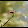 Crocothémis écarlate - crocothemis erythraea